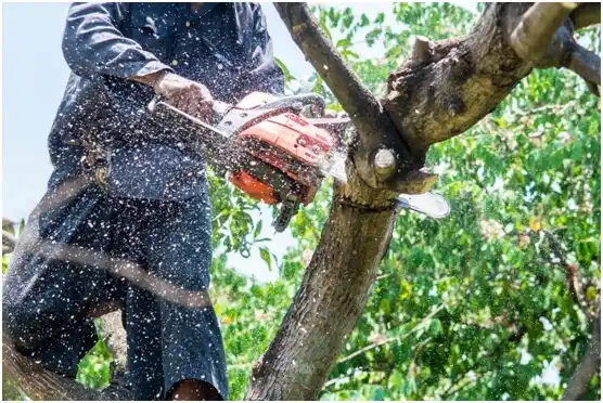 tree services White Bluff